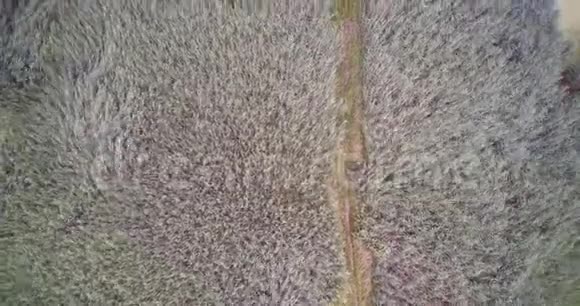 湿地苇田窄径木桥的空中钻景视频的预览图