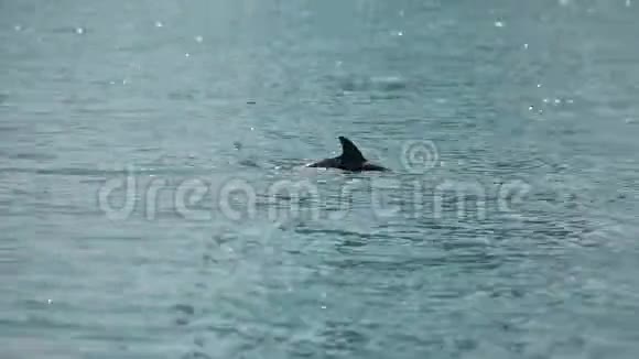 海豚在海水中优雅地游动野生动物在自然栖息地视频的预览图