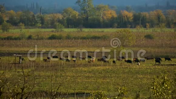乡村奶牛在花园附近的绿田里放牧吃草看乡村风景视频的预览图