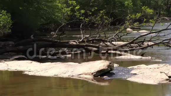 乔治亚州琼斯桥公园查塔霍切河河岸的死树和岩石视频的预览图