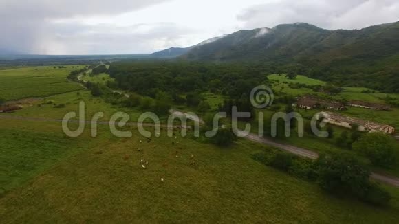 老村青山上的牧场和奶牛的鸟瞰图农业生意视频的预览图