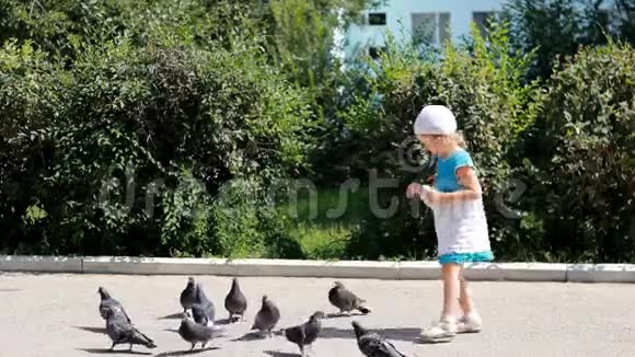 小女孩在公园里喂鸽子面包宝贝和他对鸟儿的爱视频的预览图