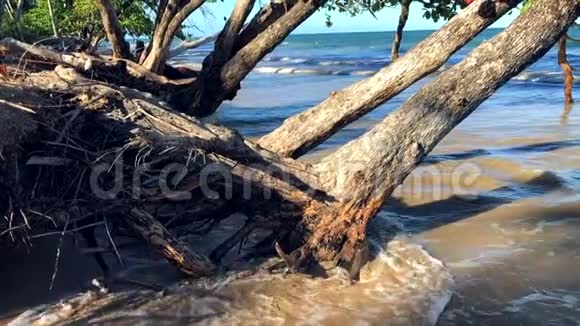 从海平面上升死亡的树木视频的预览图