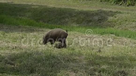 婆罗洲大胡子猪和他们的小宝宝视频的预览图