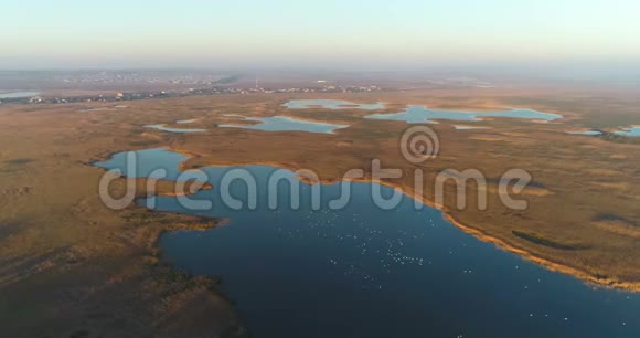 潮湿的草地城市背景上的沼泽日落时天鹅的空中镜头视频的预览图