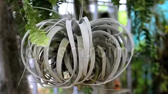 空气植物花视频的预览图