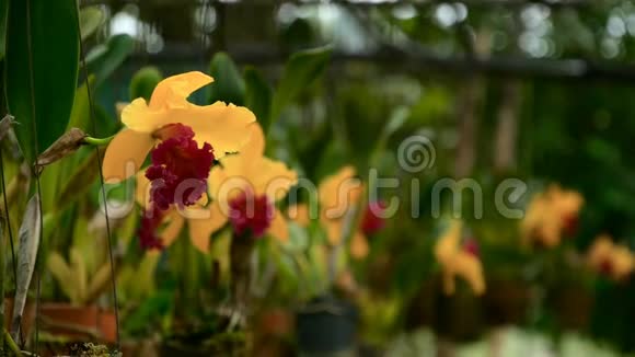 一朵美丽的黄兰花在花园盛开视频的预览图
