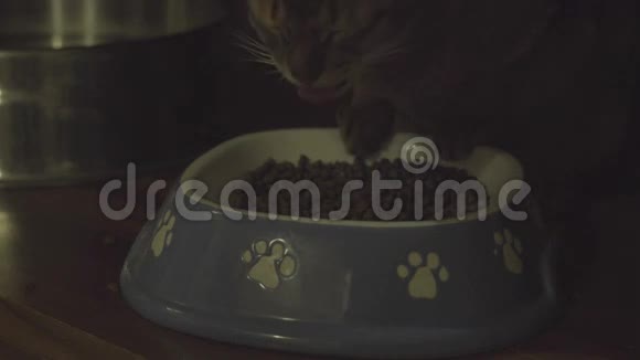 猫吃碗里的食物视频的预览图