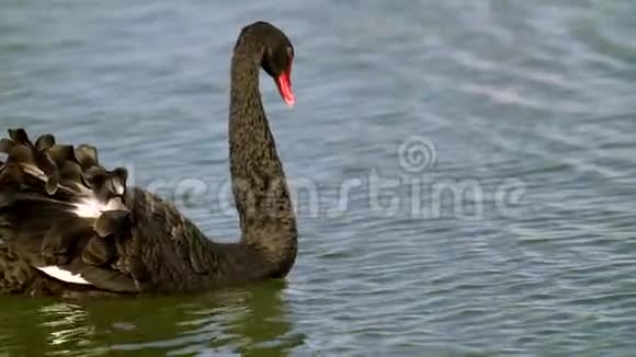 快关门黑天鹅漂浮在水面上鸟浮在水面上五颜六色的水面俄罗斯克拉斯诺达尔德国视频的预览图