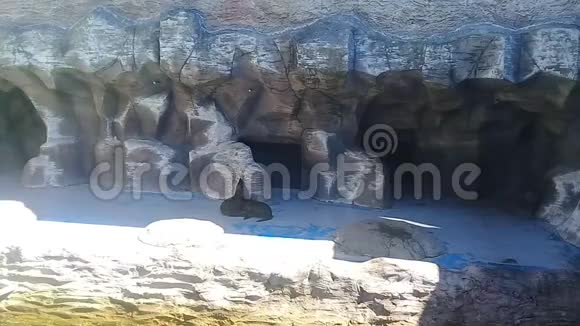 漂亮的小海豹和可爱的动作水池视频的预览图
