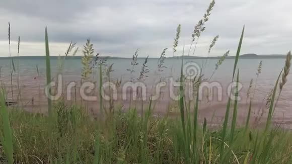 草原上的草在湖岸的风中摇曳视频的预览图
