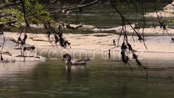 佐治亚州琼斯桥公园加拿大鹅在查塔霍切河上饮用岩石和流动的水视频的预览图