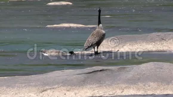 佐治亚州琼斯大桥公园两只加拿大鹅一只站在岩石上另一只觅食视频的预览图