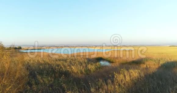 潮湿的草地城市背景上的沼泽日落时天鹅的空中镜头视频的预览图