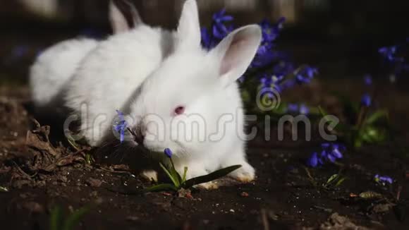 早春的白色复活节兔子视频的预览图