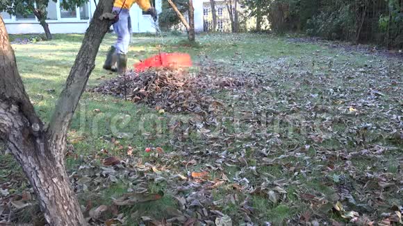 在寒冷的秋日满是干叶的耙场4K视频的预览图