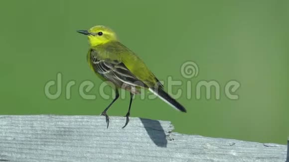 黄色的鸟黄色的摇尾巴坐在木栅栏上夏日阳光明媚的早晨视频的预览图