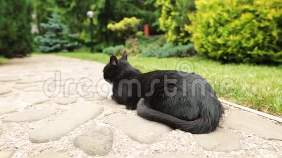 黑懒猫在植物园里休息视频的预览图