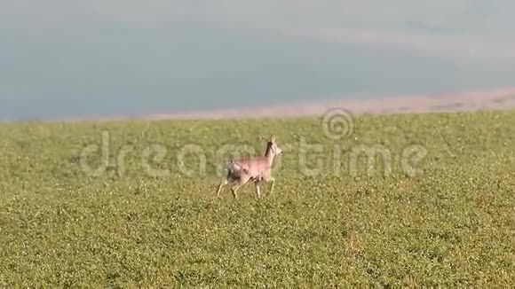 鹿在田里吃草视频的预览图