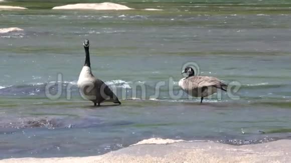 佐治亚州琼斯桥公园两只加拿大鹅站在岩石上鸣响和清洁视频的预览图