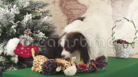 帕皮龙狗软玩具附近圣诞树股票录像视频的预览图