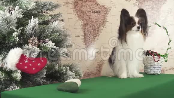帕皮龙狗正试图从圣诞树附近的圣诞毡上得到一份礼物视频的预览图