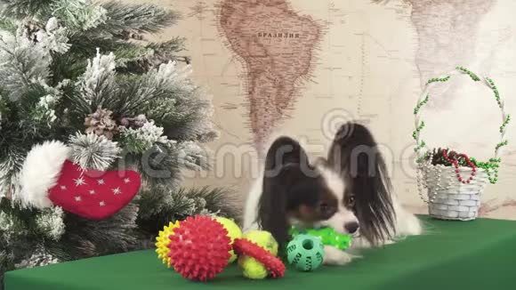 帕皮龙狗在圣诞树旁玩球和戒指股票录像录像视频的预览图