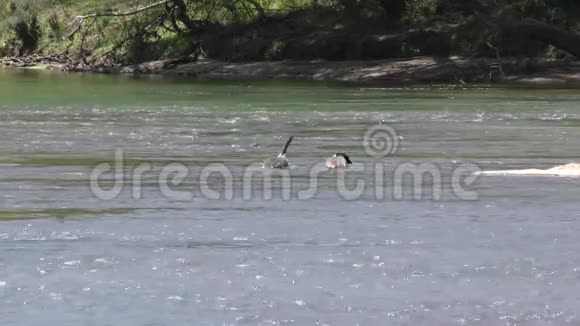 佐治亚州琼斯桥公园两只加拿大鹅在查塔霍切河上清洗和喂食视频的预览图