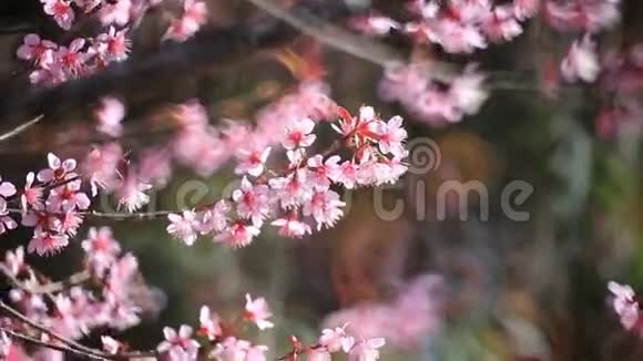 樱花樱花花视频的预览图