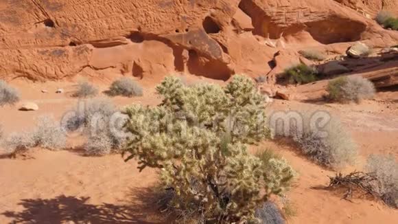 沙漠莫哈韦沙漠红岩峡谷上的近缘仙人掌全景视频的预览图