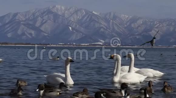 天鹅和鸟住在伊纳瓦希罗湖视频的预览图