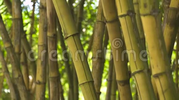 在丛林森林中关闭甘蔗茎热带雨林中竹树的背景绿色树干视频的预览图