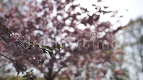 美丽的樱花樱花树在欧洲的早晨里加胜利公园粉红色和柔和的粉彩视频的预览图