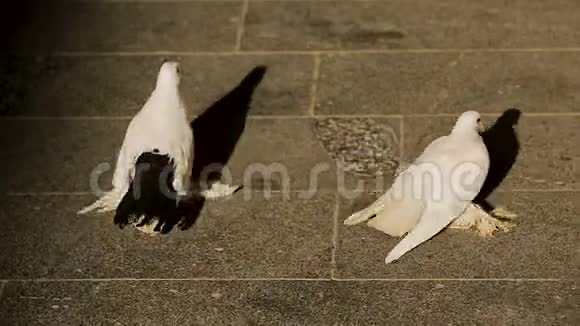 两只鸽子行走在城市街道上象征着和平在公园里观鸟视频的预览图