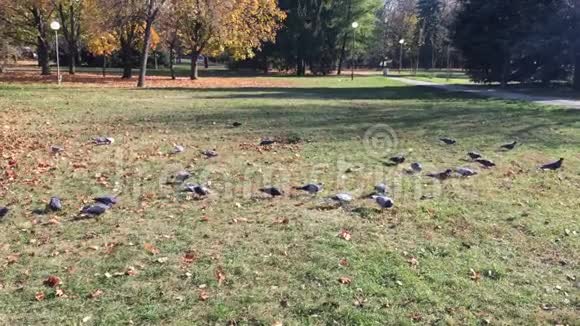 鸽子鸽子在公园的草地上吃种子镇公园里美丽的一群鸽子喂养视频的预览图