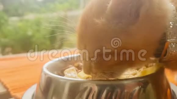 小猫吃意大利面和猫粮视频的预览图