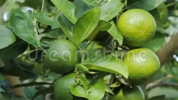 近距离拍摄新鲜和自然的未成熟的绿色柠檬在树上绿色石灰在大自然中视频的预览图
