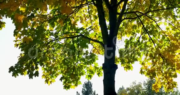 秋天惊恐地拍树树枝上的黄叶视频的预览图
