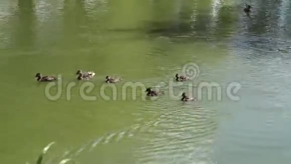 湖上夏天的鸭子一家视频的预览图