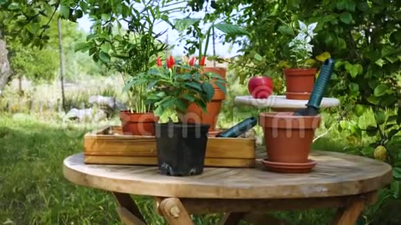花盆站在花园的桌子上视频的预览图