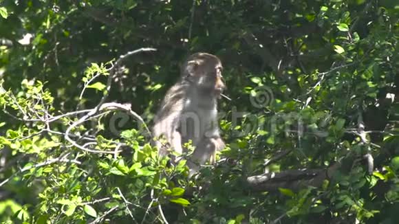 可爱的猴子坐在绿色森林的树枝上把猴子关在热带雨林的树枝上野野野视频的预览图