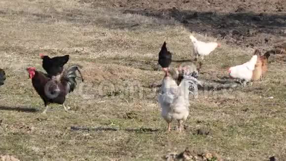 家鸡在村里的草坪上放牧视频的预览图