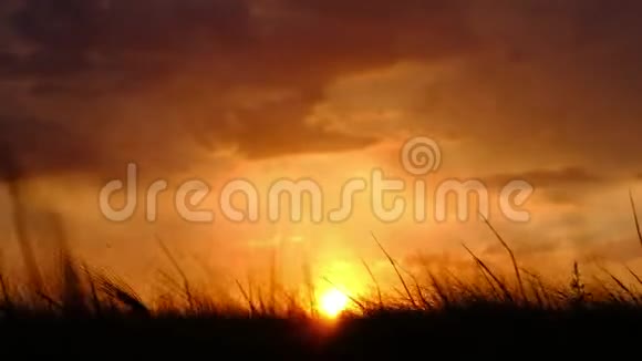 太阳的景色沉入一片麦地在风中摇曳视频的预览图
