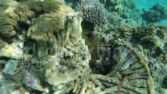 热带小丑鱼在珊瑚礁的海葵周围游泳视频的预览图