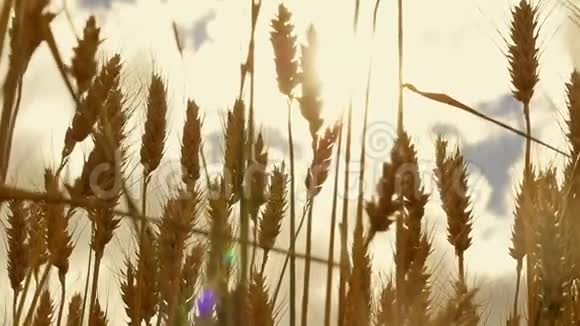 麦穗随风摆动特写在缓慢运动谷物的收获小麦金穗的运动视频的预览图