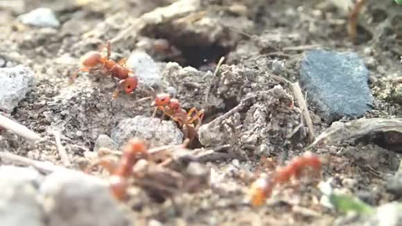 亚马逊蚂蚁在他们的入口处以FormicaRufibarbis蚂蚁为奴隶视频的预览图