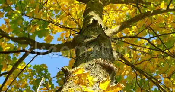 秋天惊恐地拍树树枝上的黄叶视频的预览图