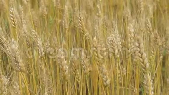 麦穗在田里随风摆动特写慢动作谷物的收获金穗运动视频的预览图