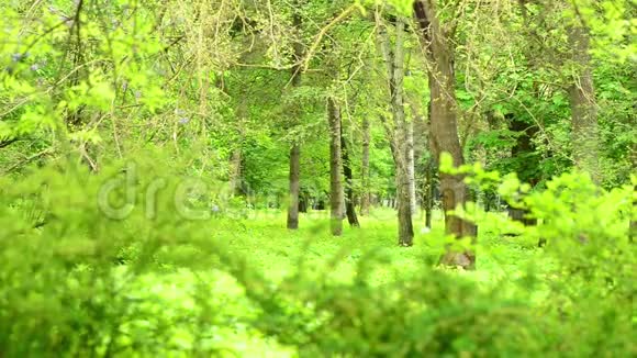 绿泉公园树木风景区视频的预览图