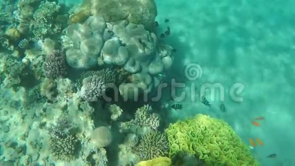 珊瑚鱼在海绵周围游动视频的预览图